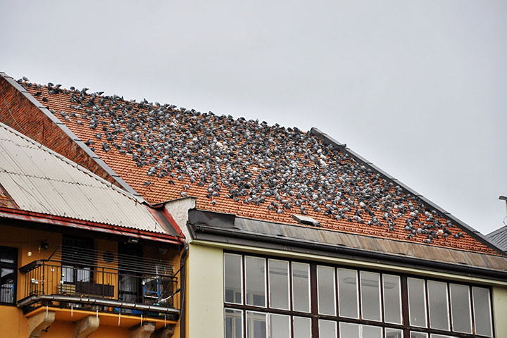 A2B Pest Control are able to install spikes to deter birds from roofs in Bexley. 