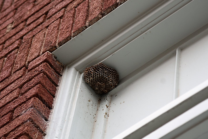 We provide a wasp nest removal service for domestic and commercial properties in Bexley.